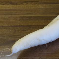 Daikon radish